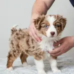 9 Things to Look for in Miniature Australian Shepherd Puppies Red Merle