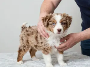 Read more about the article 9 Things to Look for in Miniature Australian Shepherd Puppies Red Merle