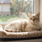 9 Reasons Why the Turkish Van Cat Breed Makes the Perfect Pet