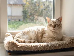 Read more about the article 9 Reasons Why the Turkish Van Cat Breed Makes the Perfect Pet