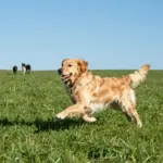 Considering Mini Golden Retrievers? 8 Pros and Cons You Must Read