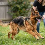 9 Striking Facts About the Rare German Shepherd Red Sable Coat