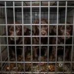 8 Red Flags to Avoid When Finding Chocolate Labrador Retriever Puppies for Sale