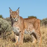 8 Incredible and Endangered All Wild Cat Species You Should Know