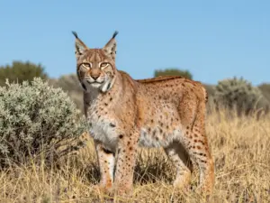 Read more about the article 8 Incredible and Endangered All Wild Cat Species You Should Know