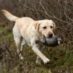 8 Must-Have Traits of a Top Labrador Retriever Hunting Dog