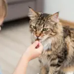 8 Reasons Why Norwegian Forest Cats Make Amazing Family Pets