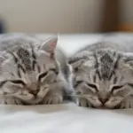 8 Essential Facts Every British Fold Cat Owner Should Know