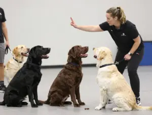 Read more about the article English Cream Labrador Retriever: 9 Myths vs. Realities Debunked
