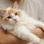 9 Adorable Orange and White Cat Breeds to Brighten Your Home