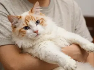 Read more about the article 9 Adorable Orange and White Cat Breeds to Brighten Your Home