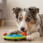 9 Things to Know Before Bringing Home a Miniature Australian Shepherd Dog