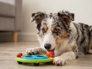 Read more about the article 9 Things to Know Before Bringing Home a Miniature Australian Shepherd Dog