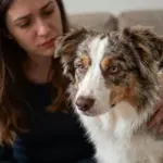8 Miniature Australian Shepherds Facts That Will Amaze You