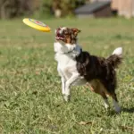 8 Things to Expect From Your Miniature Australian Shepherd Full Grown