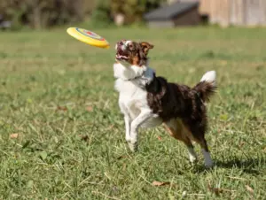 Read more about the article 8 Things to Expect From Your Miniature Australian Shepherd Full Grown