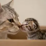 9 Heartwarming Photos of Pet Cats That Will Make You Smile Today