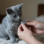 8 Must-Know Tips Before Bringing Home a Blue Russian Cat Kitten
