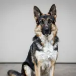 8 German Shepherd Dogs Breeds & Varieties You Probably Didn’t Know Existed