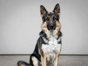 Read more about the article 8 German Shepherd Dogs Breeds & Varieties You Probably Didn’t Know Existed