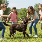 8 Reasons Labrador Retriever Dogs Make the Best Pets
