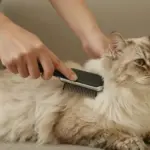 8 Essential Care Tips for Your Domestic Longhair Cat