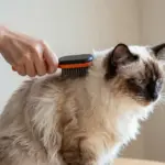 8 Must-Know Tips Before Bringing Home Turkish Van Cats & Kittens