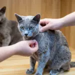 8 Questions to Ask Before Adopting Russian Blue Cats Kittens