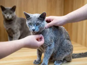 Read more about the article 8 Questions to Ask Before Adopting Russian Blue Cats Kittens