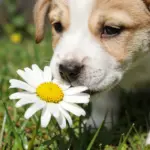 8 Funny & Concerning Reasons Dogs Eating Flowers Happens