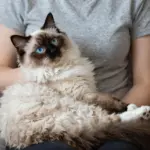 9 Felines That Could Easily Be The Cutest Cat Ever