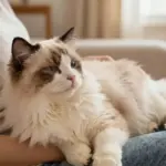 9 Different Types of House Cats: Find Your Perfect Personality Match