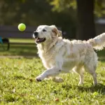 White Golden Retrievers: 8 Facts About Their Genetics & Care