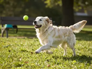 Read more about the article White Golden Retrievers: 8 Facts About Their Genetics & Care
