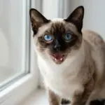 8 Different Types of Cats: A Guide to Breeds, Coats & Personalities