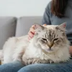 8 Majestic Reasons to Love the Siberian Forest Cat Breed