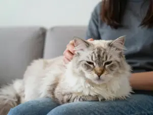 Read more about the article 8 Majestic Reasons to Love the Siberian Forest Cat Breed