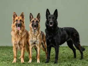 Read more about the article 8 Fascinating Facts About the Belgian Shepherd Tervuren You Probably Didn’t Know