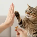8 Reasons Why Your Domestic Cat Tabby is the Perfect Pet