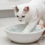 8 Surprising Facts About the Turkish Van Cat Breed You Need to Know