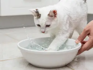 Read more about the article 8 Surprising Facts About the Turkish Van Cat Breed You Need to Know