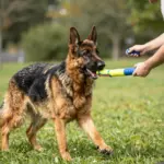 8 Proven Ways to Train Your German Shepherd Guard Dog for Maximum Protection