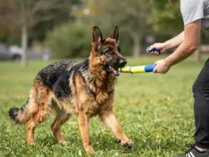 Read more about the article 8 Proven Ways to Train Your German Shepherd Guard Dog for Maximum Protection