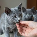 8 Vital Checks Before You Buy a Russian Blue Kitten for Sale