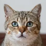 9 Pictures of Adorable Cats That Will Instantly Boost Your Mood