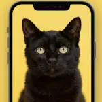 Yellow Cat Wallpaper Finds to Brighten Your iPhone Screen