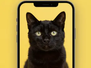 Read more about the article Yellow Cat Wallpaper Finds to Brighten Your iPhone Screen