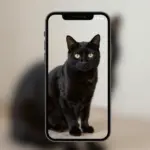 Black Cat Wallpaper iPhone Backgrounds For Mysterious Vibes