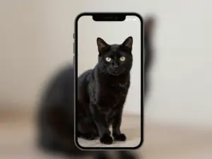 Read more about the article Black Cat Wallpaper iPhone Backgrounds For Mysterious Vibes