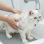 Grooming Tips To Keep Your Pretty White Cat Looking Pristine